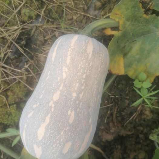 桂平市奶油南瓜