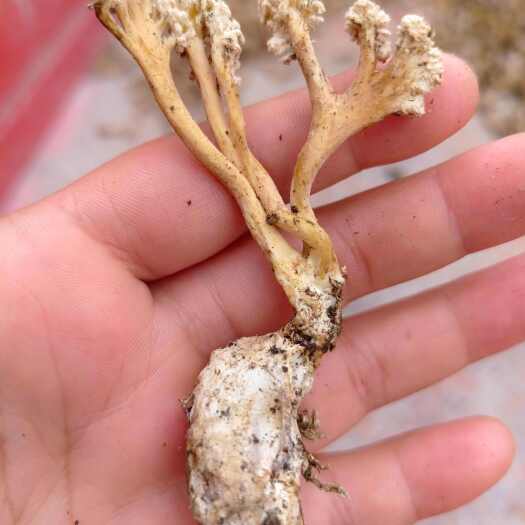 天全县金蝉花鲜货