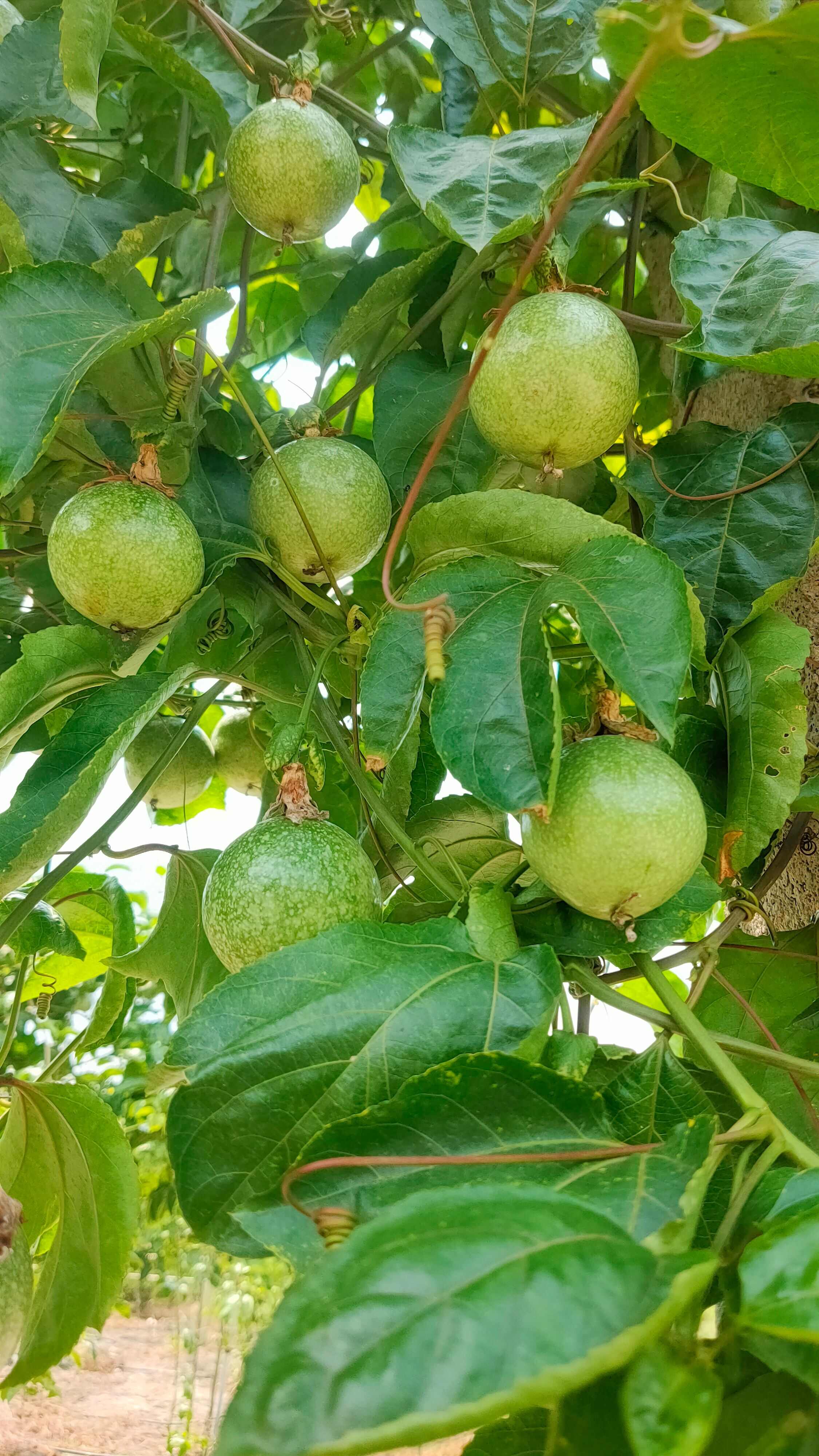 广东清远黄金百香果钦蜜九号新鲜现摘