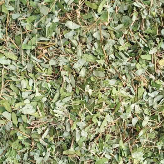 砍甘甜小叶鸡骨草