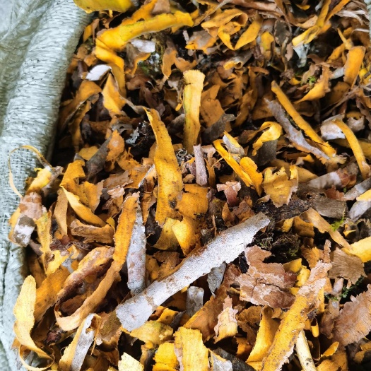万源市黄柏沫子黄柏下脚料打粉提取用