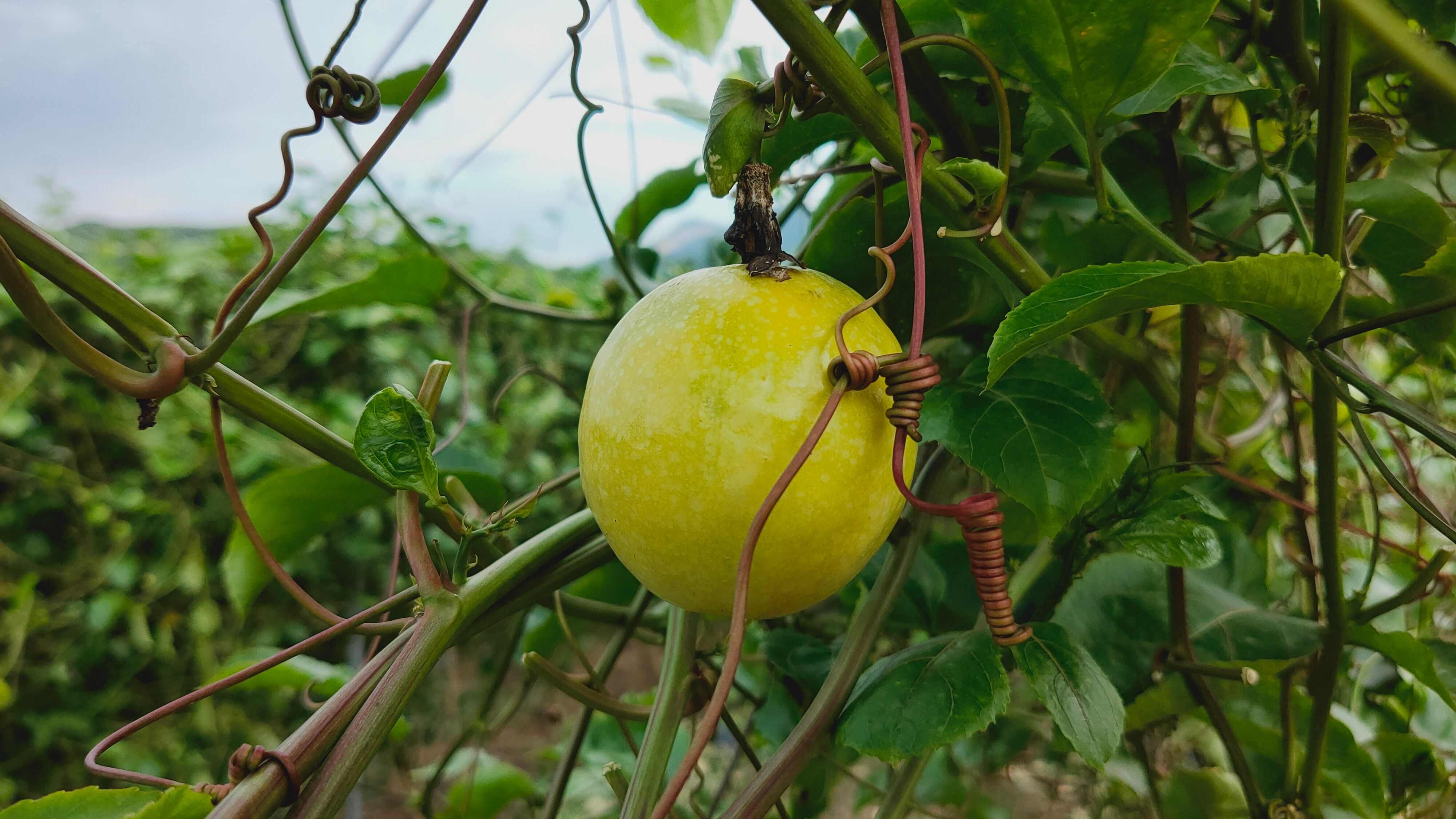 广东清远黄金百香果钦蜜九号新鲜现摘