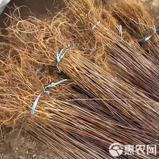 山丁子苗-山荆子苗-实生苗-嫁接各种品种苹果苗专用砧木