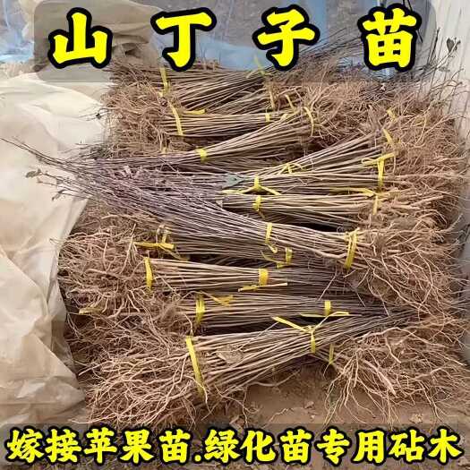 山丁子苗-山荆子苗-实生苗-嫁接各种品种苹果苗专用砧木