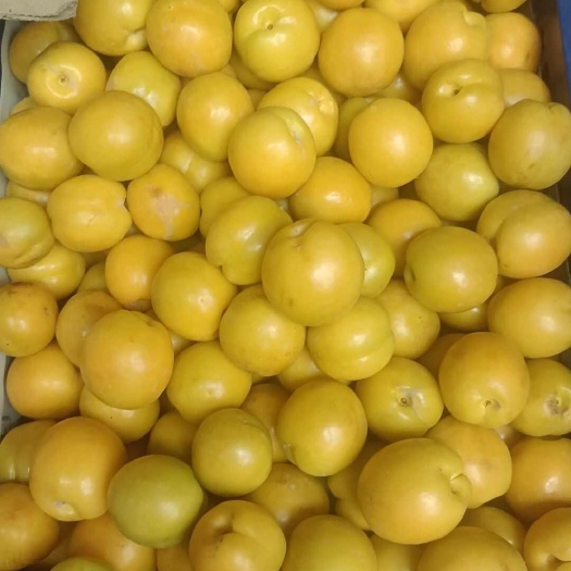 张掖珍珠油杏