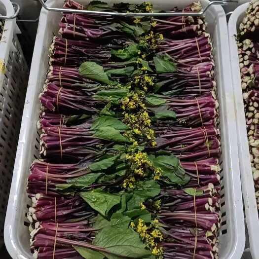 安顺自家种的红菜苔