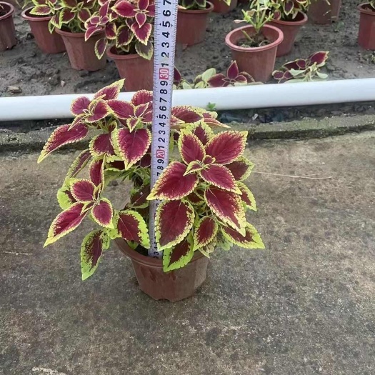惠州彩叶草