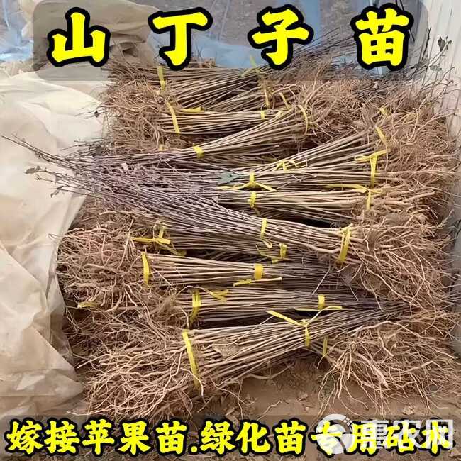 山丁子苗-山荆子苗-实生苗-嫁接各种品种苹果苗专用砧木