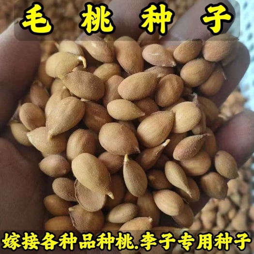 营口毛桃种子-毛桃芽(嫁接桃苗.李子苗品种专用砧木种子)基地直发