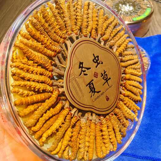临潭县甘南冬虫夏草冻干虫草批发