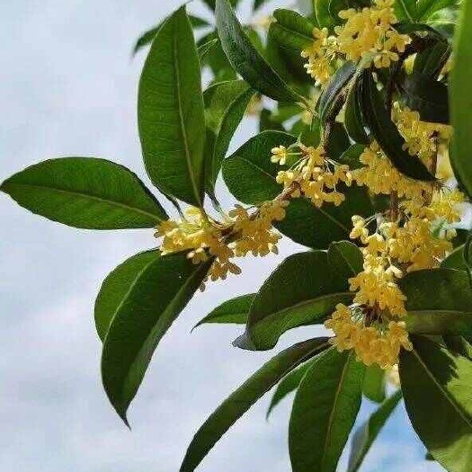 黔西市黄金桂花树