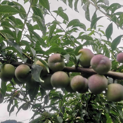 绥江县种植户自发，可日发千斤以上