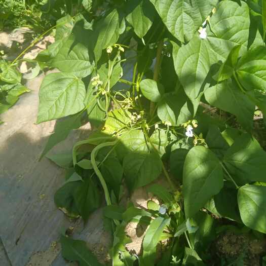 西和县高山架豆，天然无公害，欢迎各位老板选购，质量品质保证，
