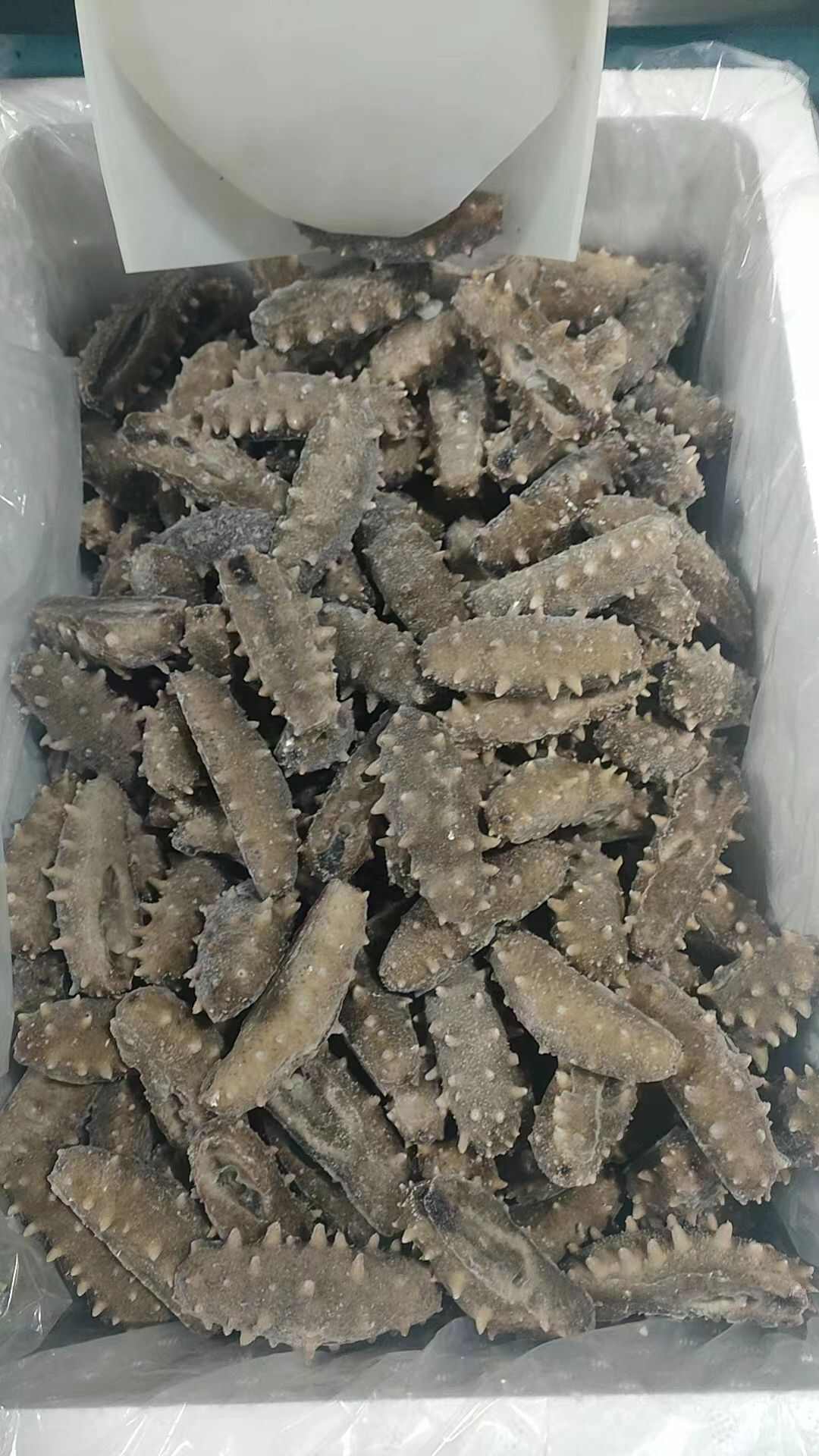即食海参
