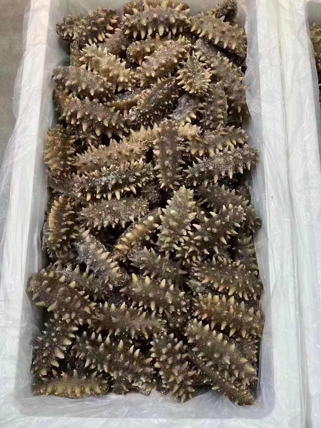 即食海参
