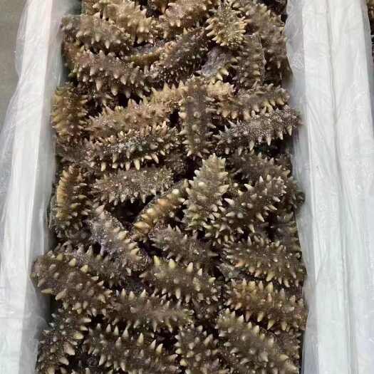 霞浦县即食海参