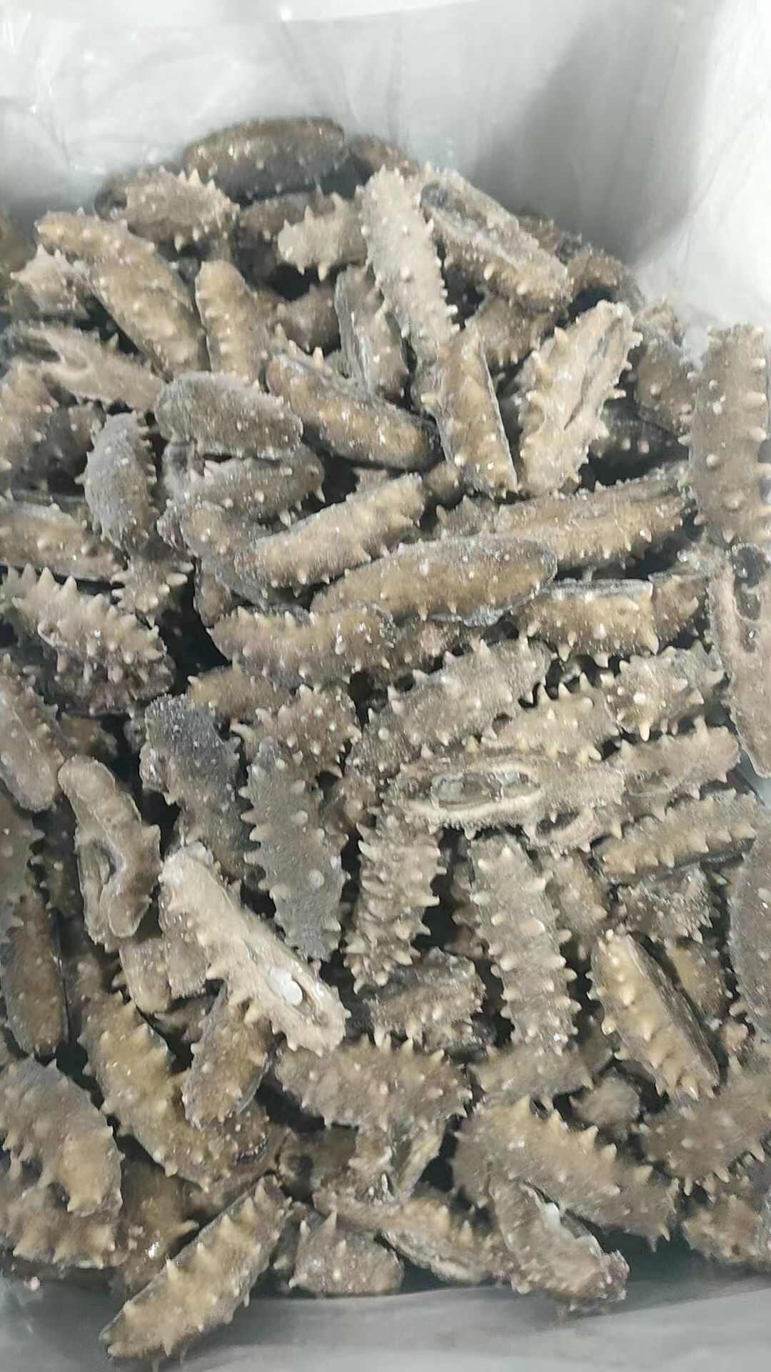 即食海参