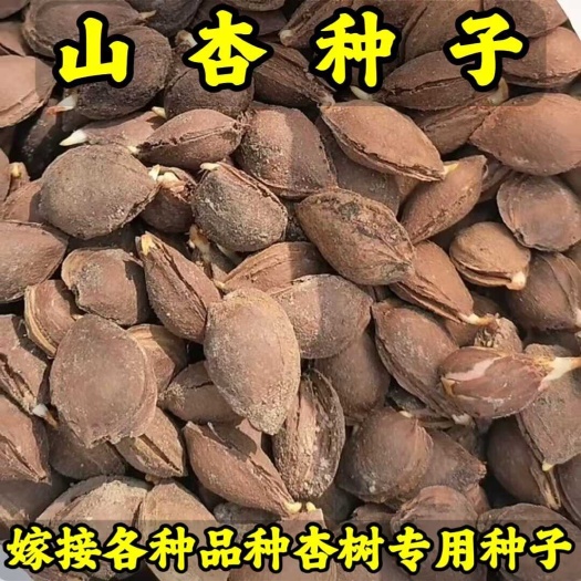 营口杏种子-杏芽(嫁接各种杏树苗品种专用砧木种子)-基地直发