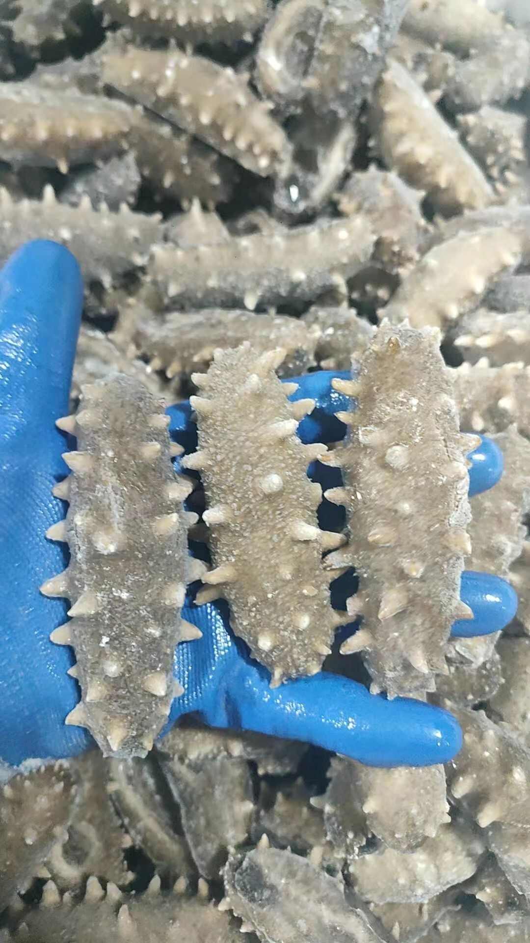 即食海参