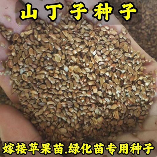 营口山丁籽-山荆子种子(嫁接各种苹果苗品种、绿化苗专用砧木种子)