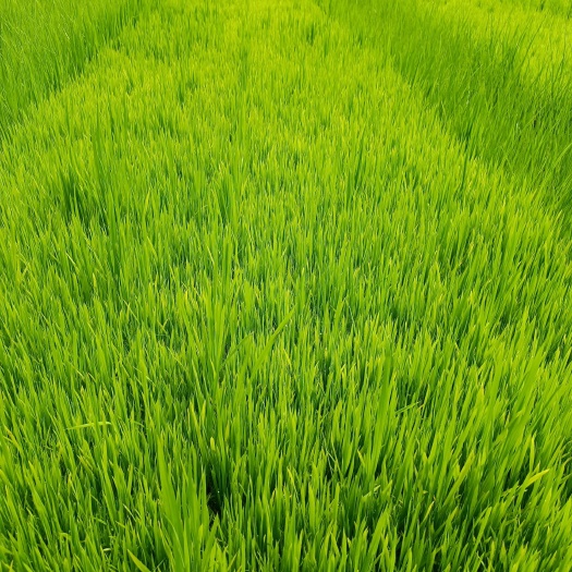  水稻秧苗