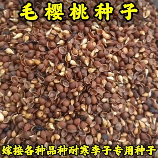 毛樱桃种子(嫁接各种耐寒李子苗品种专用砧木种子)-提供技术