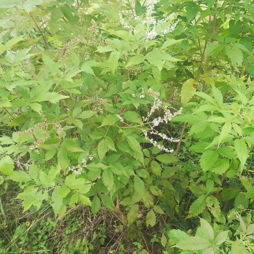 江永县黄荆树