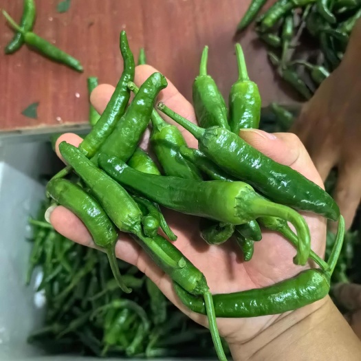 生态小青椒，发财椒，漳树小青椒，现已上市，承接超市，平台！