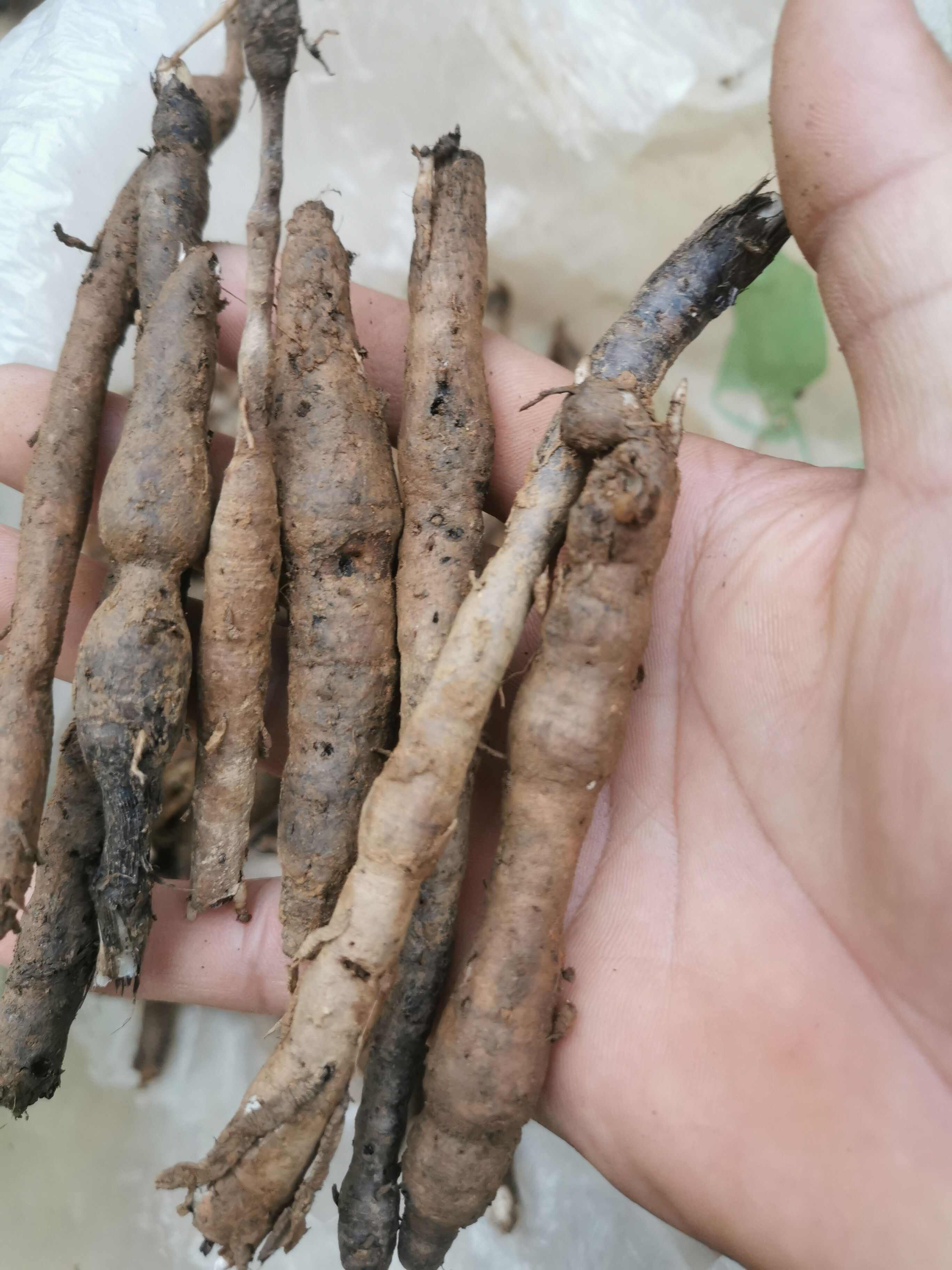 【仙茅】独角仙茅，小宗根，云南文山纯中药材