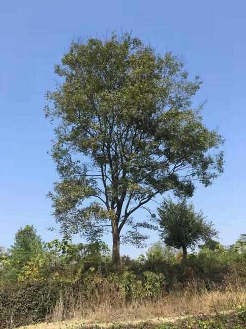 临海市砂朴朴树大量供应，欢迎电话咨询