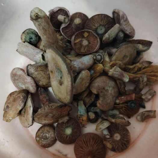 永顺县乌枞菌，下半年10月开始，欢迎采购提前预订各种规格。