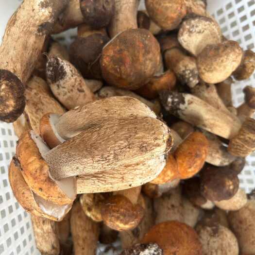 牟定县牛肝菌