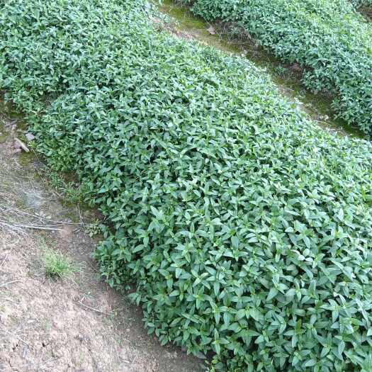 夏枯草