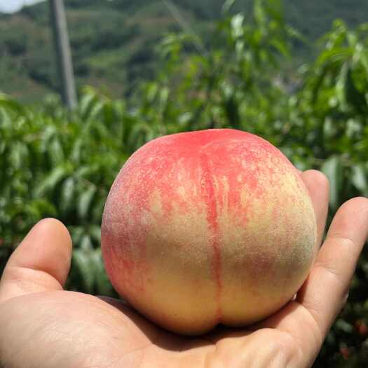 成都龙泉驿水蜜桃 小白凤，电商代发，空运落地配