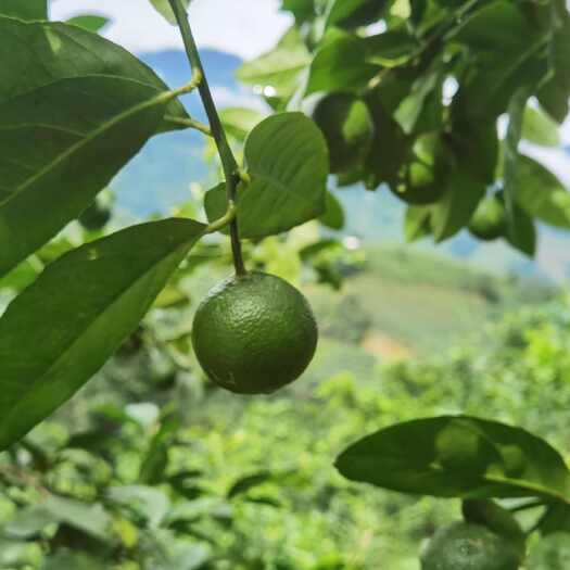 元阳县云南青柠檬，产地直供，批量发货。