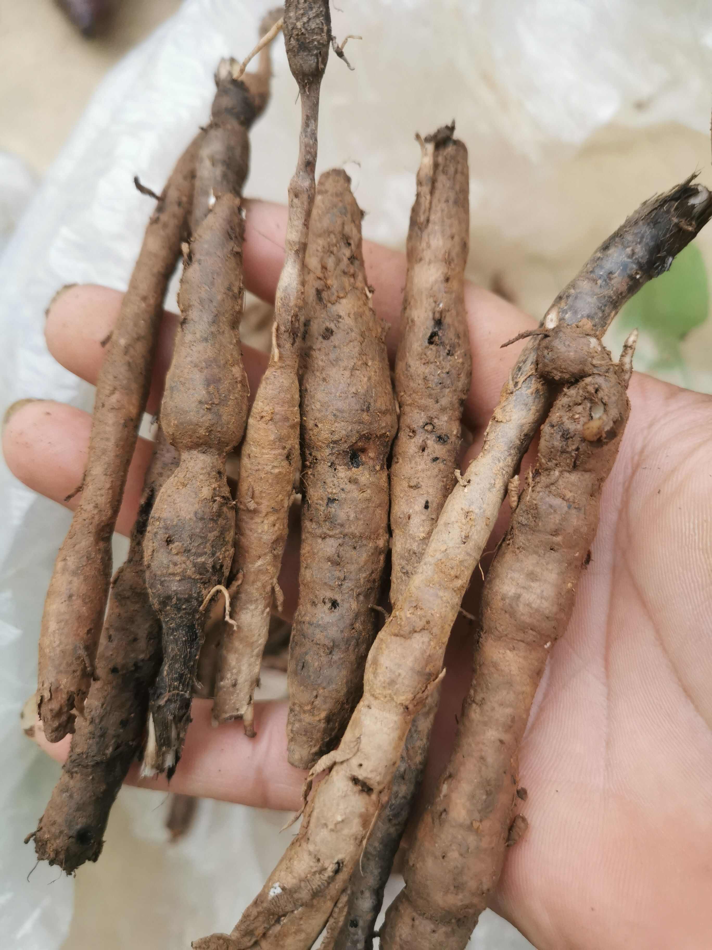 【仙茅】独角仙茅，小宗根，云南文山纯中药材