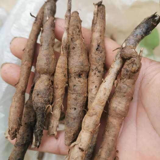 【仙茅】独角仙茅，云南文山纯中药材