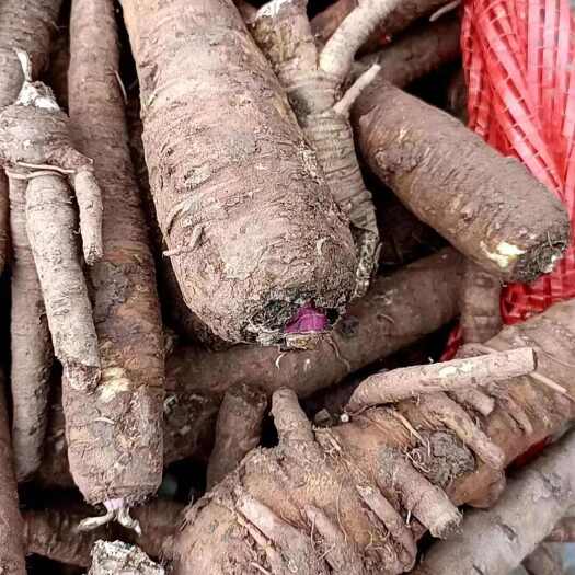 种植户自产自销 四川 川白芷鲜货产地直供欢迎咨询采购量大价优