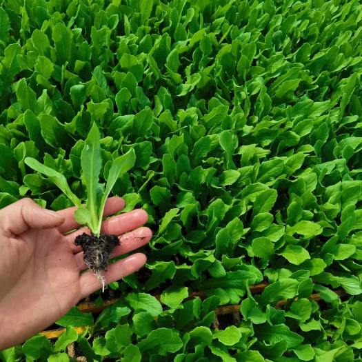 陆良县油麦菜苗