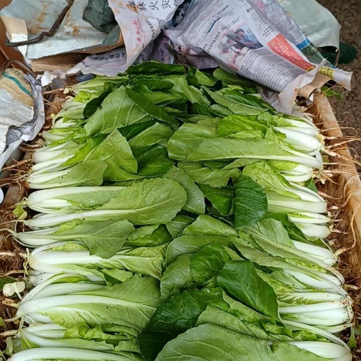 昆明小白菜