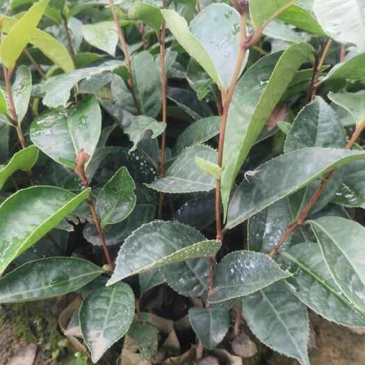 钦州红花油茶苗