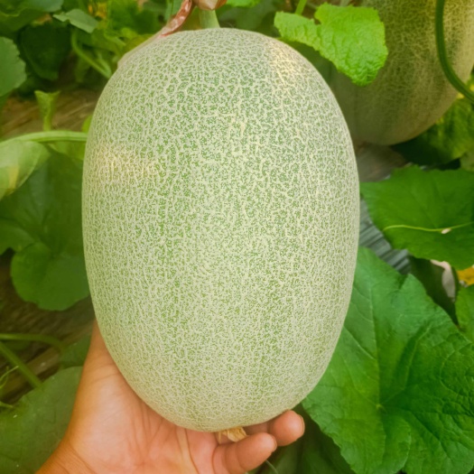 昌乐县哈蜜瓜西州蜜小蜜25.玉菇，黄25，各类网纹厚皮甜瓜大量上市