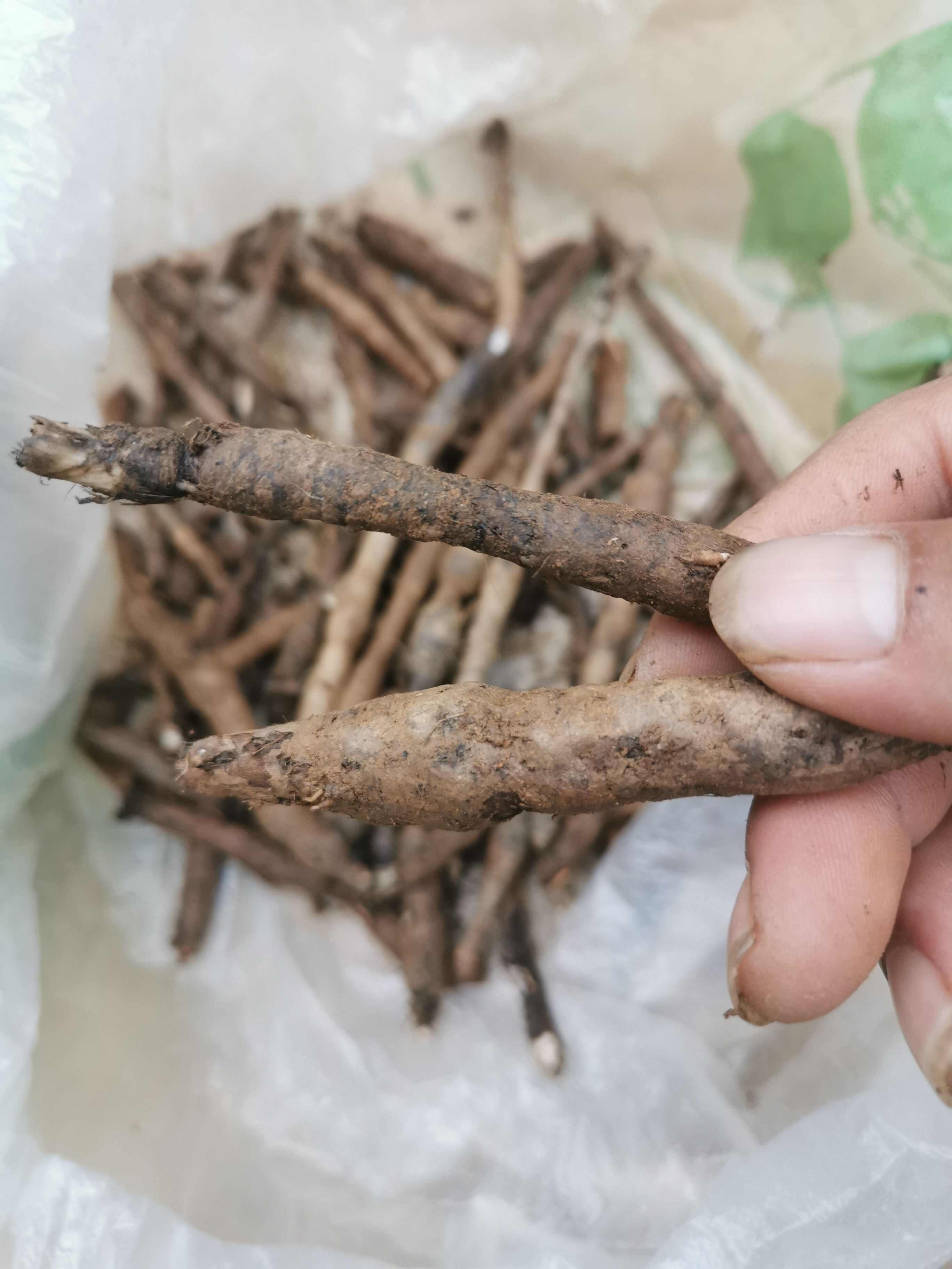 【仙茅】独角仙茅，小宗根，云南文山纯中药材