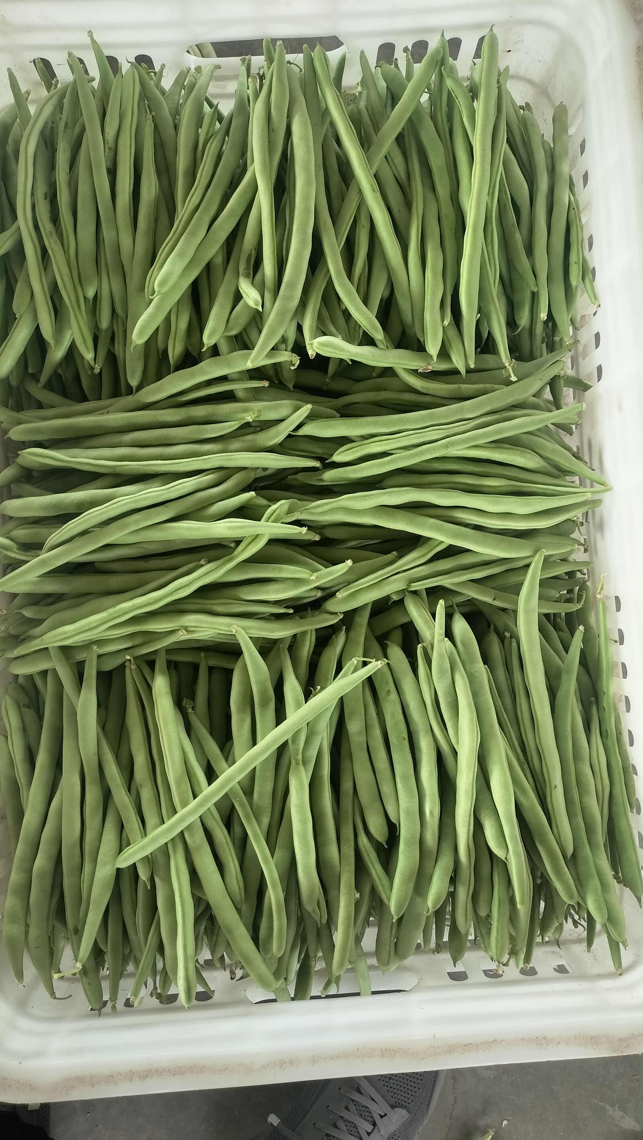 山西应县小金豆白不老豆角大量上市，可供电商