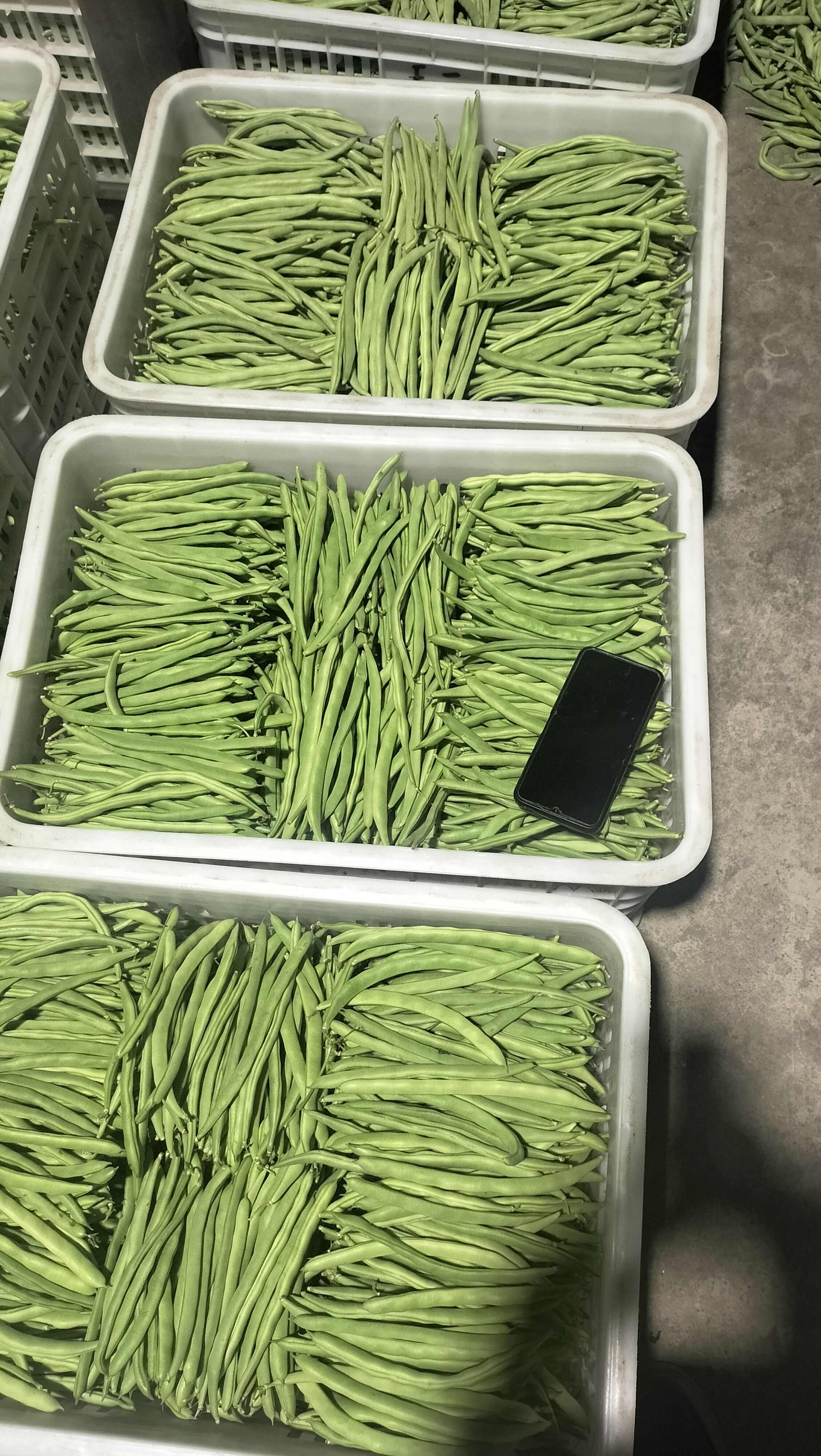 山西应县小金豆白不老豆角大量上市，可供电商