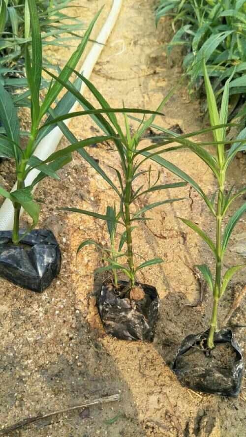 临海市翠芦莉小苗大量供应，欢迎电话咨询