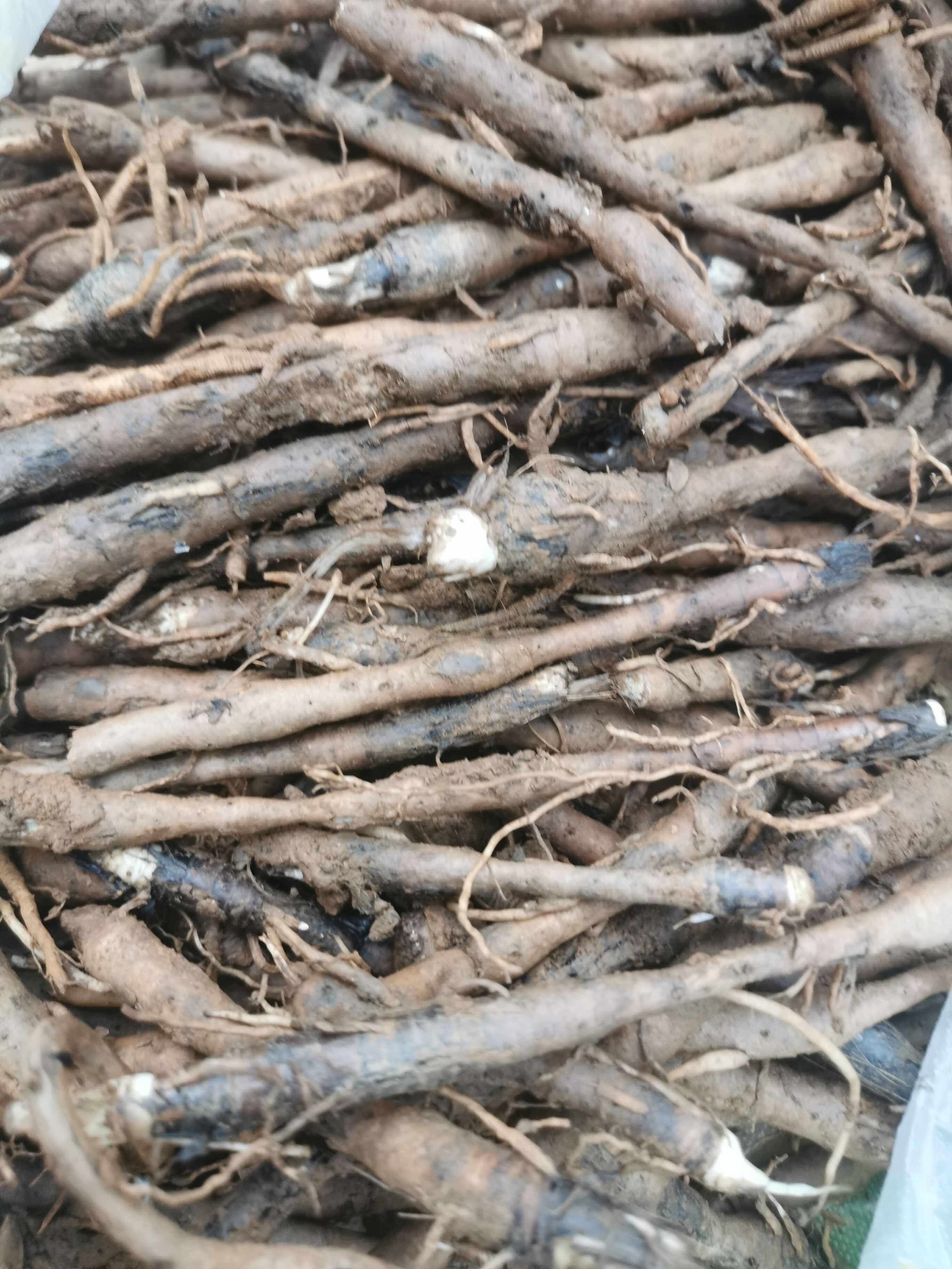 【仙茅】独角仙茅，小宗根，云南文山纯中药材