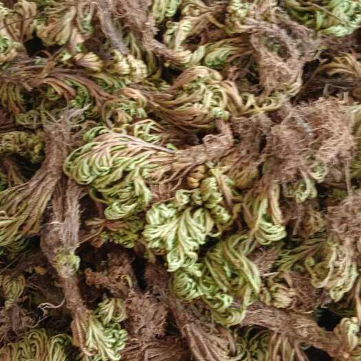 玉林卷柏，小卷柏，中药材卷柏，源头厂家直销