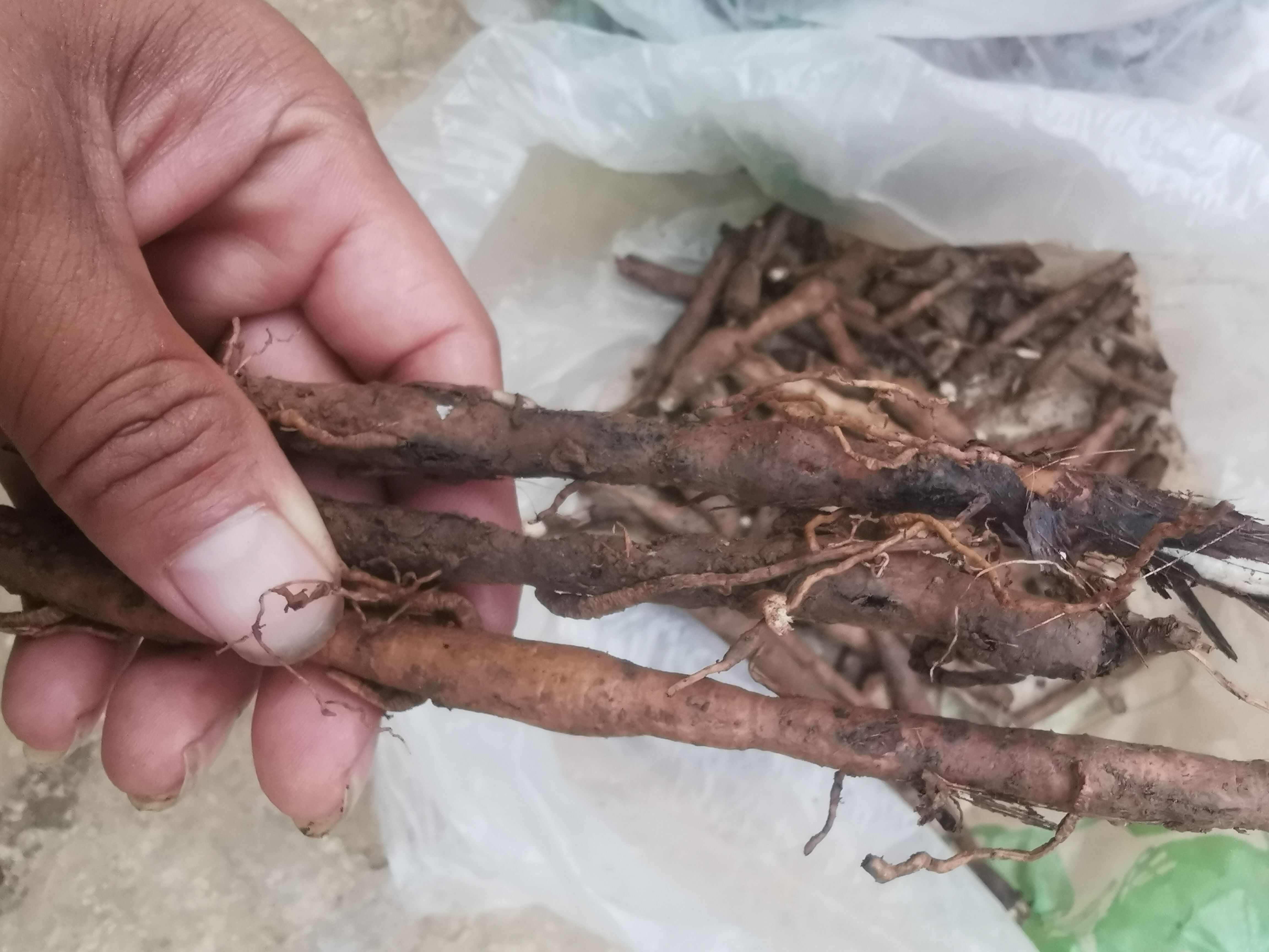 【仙茅】独角仙茅，小宗根，云南文山纯中药材