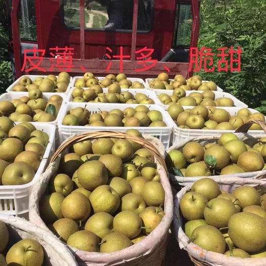 荆门翠冠梨